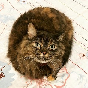 Норвежская лесная кошка