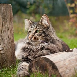Норвежская лесная кошка