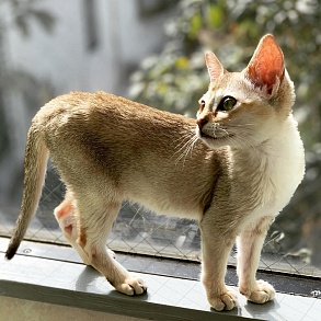 Сингапурская кошка