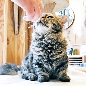Скукум