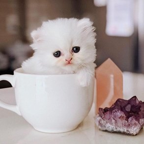 Персидская кошка