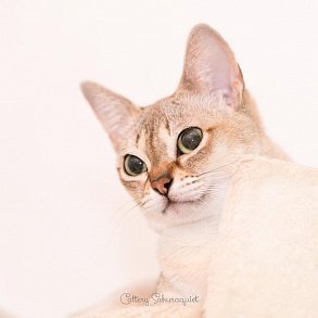 Сингапурская кошка