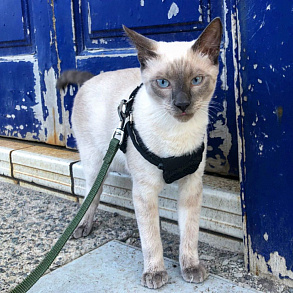 Тонкинская кошка