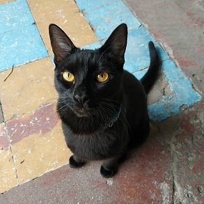 Бомбейская кошка