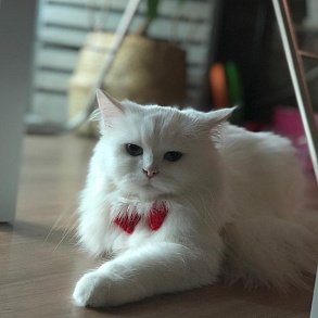 Турецкая ангора