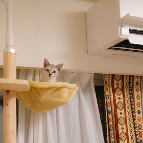 Сингапурская кошка