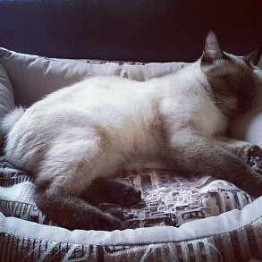Меконгский бобтейл