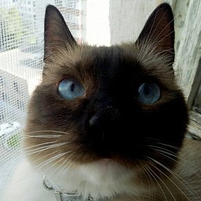 Тайская кошка