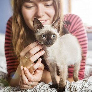 Тайская кошка