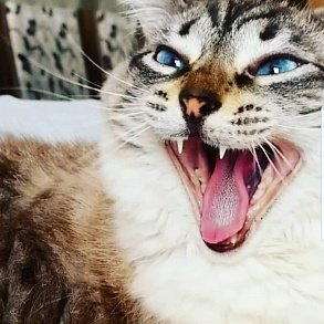 Сибирская кошка