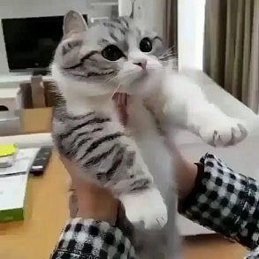 Сингапурская кошка