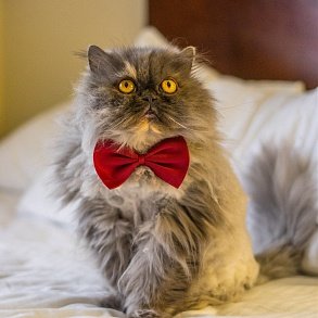 Персидская кошка