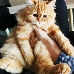 Шотландская прямоухая кошка