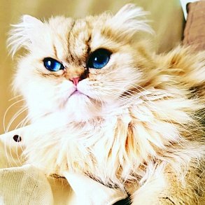 Персидская кошка