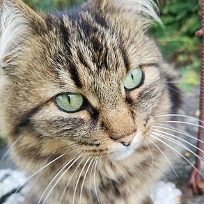 Норвежская лесная кошка