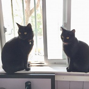 Бомбейская кошка