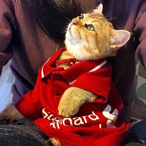 Шотландская прямоухая кошка