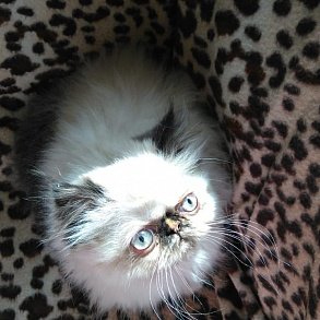 Персидская кошка