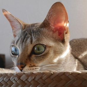 Сингапурская кошка