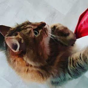 Сибирская кошка