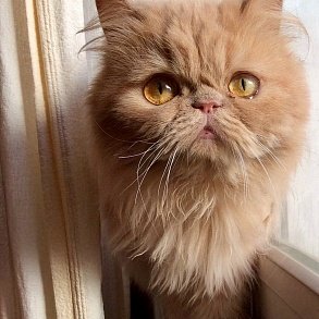Персидская кошка