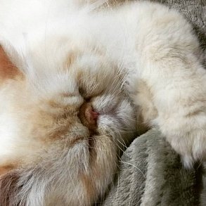 Персидская кошка