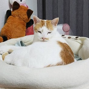 Японский бобтейл