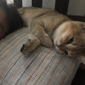 Шотландская прямоухая кошка