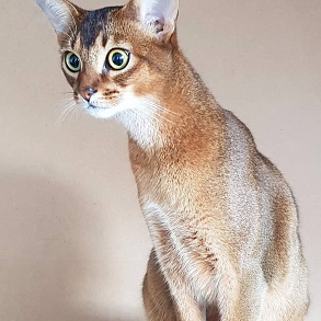 Абиссинская кошка