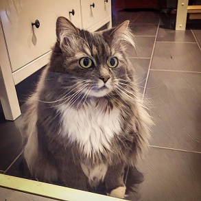 Норвежская лесная кошка