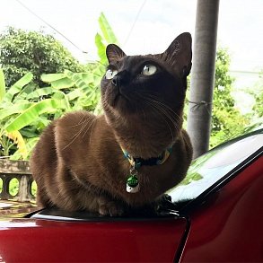 Тайская кошка