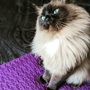 Гималайская кошка