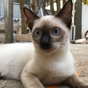 Тайская кошка