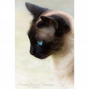 Сиамская кошка