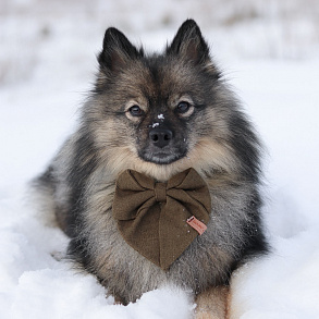 Немецкий шпиц
