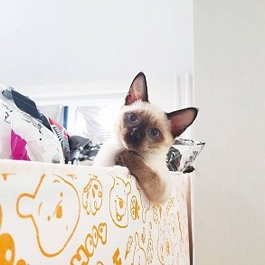 Меконгский бобтейл