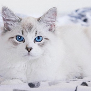 Сибирская кошка