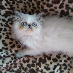 Персидская кошка