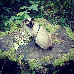 Тайская кошка