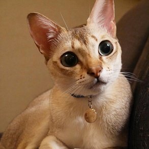 Сингапурская кошка