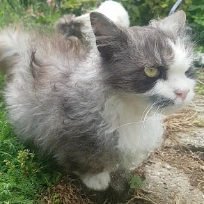 Скукум