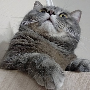 Шотландская прямоухая кошка
